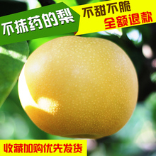 现摘现发非砀山翠冠梨 当季新鲜水果5斤整箱 包邮 正宗莱阳秋月梨子