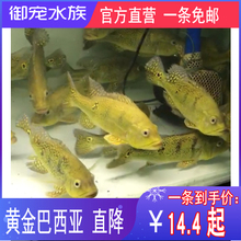 黄金巴西亚鱼苗 活体热带鱼帝王三间金老虎龙鱼配鱼观赏鱼活体