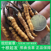 新鲜冬虫夏草0.5g根非玉树1支装 鲜虫草现挖 西藏那曲冬虫夏草正品