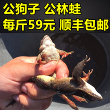 包邮 顺丰 活体林蛙公狗子雪蛤 蛤蟆蛤士蟆 东北公狗子 东北活蛤蟆