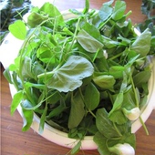 包邮 嫩龙须菜豌豆荚豌豆头4件 苏北农家新鲜豌豆苗蔬菜豌豆尖500g