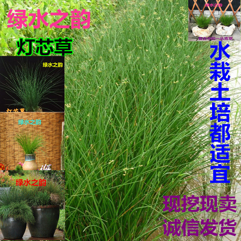 灯芯草图片别名,辨别,麦冬(第13页)_大山谷图库