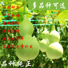 包邮天然特小葫芦籽美国手把件葫芦种子亚腰葫芦特大葫芦籽庭院