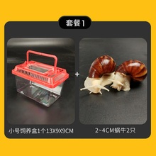 新手套餐 宠物活体 美容蜗牛 白玉蜗牛 观赏蜗牛教学蜗牛寝室宠物