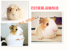 际笥揍趟奚嵝〕栉锝 蛋活专业售后指导 活体豚鼠荷镭贾硖祗檬蠛衫