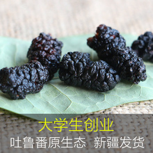 包邮 新疆吐鲁番优质无添加野生黑桑葚干无沙泡酒水茶桑椹子500克