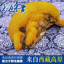 野生桑黄西藏高原特级金边野生桑树桑黄500g克野生灵芝桑黄