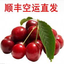 包邮 现货摘山东烟台车厘子10大樱桃新鲜水果美早里5顺丰 2斤装
