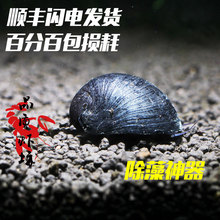 品质虾坊军帽螺活体黑金刚螺高效除缸壁藻螺观赏螺鱼虾缸草缸专用
