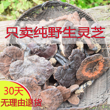 广西深山野生灵芝纯天然黑灵芝特级紫灵芝正宗林芝整枝泡酒250g