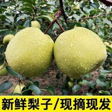 包邮 陕西梨子水果 新鲜当季整箱5斤现摘新净果5斤砀山酥梨翠冠