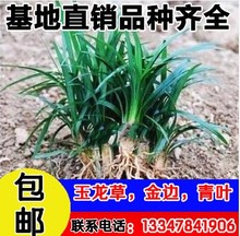 正宗日本麦冬草苗小区绿化中叶细叶麦冬草苗矮麦冬草玉龙草植物常