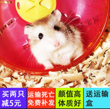 活物宠物家养小仓鼠幼崽公公婆婆奶茶金狐花仓雪球幼年活体宝宝