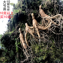 长白山大号参苗人参苗山参苗移山参苗林下参苗盆栽参苗送人参种子