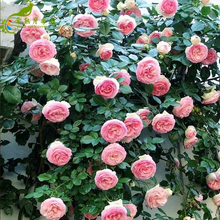 粉色龙沙宝石藤本月季花苗庭院绿植盆栽花卉 常熟月季园 粉龙
