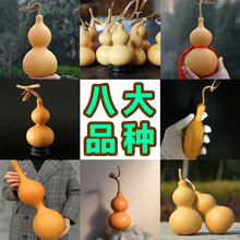 包邮 天然特大酒葫芦种子特小手捻天津嘴草里金中号亚腰籽盆栽种苗