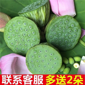 包邮 莲蓬新鲜16个水果新鲜莲蓬莲子新鲜野莲蓬生吃鲜莲子现摘现发