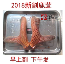 2018年新割鹿茸鲜鹿茸新鲜梅花鹿茸头茬二杠鹿茸整枝鹿茸头元 宝头