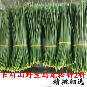 包邮 500克 长白山野生新鲜松针茶新鲜马尾松针叶2针非5针松油松针