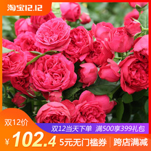 庭院花卉四季开花 王大爷 月季红色龙沙宝石4加仑盆栽苗 爱种花