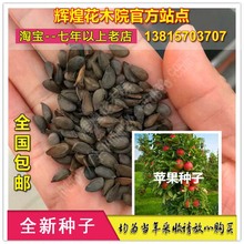 果树籽苹果种子梨树种子苹果树种子苹果苗苹果盆栽苹果树种籽树苗