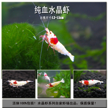 纯血厚白水晶虾极火虾樱花虾黄米虾淡水虾观赏虾米虾宠物虾工具虾