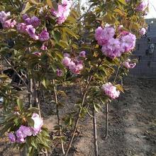 樱花树苗日本樱花苗早樱晚樱南北方种植庭院盆栽樱花大树苗园林苗