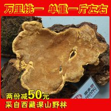 西藏桑树桑黄特大个块单个250克以上现场选货