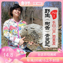 灵芝片粉长白山平盖灵芝整枝 野生树舌灵芝大个块青芝250g正品