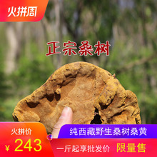 正品 可免费切块打粉100g 西藏桑黄灵芝 野生桑树桑黄 桑黄保健品
