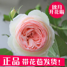 粉色龙沙宝石欧月藤本月季大苗花卉欧洲进口攀援花卉庭院爬藤植物