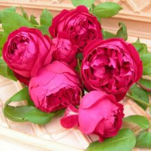 香榭花庭 藤本红色龙沙宝石月季花苗 红龙玫瑰花 欧月 经典