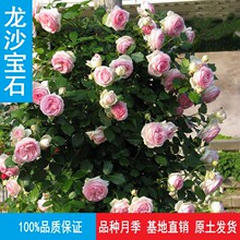 玫瑰苗蔷薇花苗藤本月季爬藤花卉庭院盆栽四季植物欧月 龙沙宝石