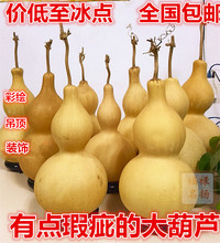 包邮 天然大葫芦工艺品野生葫芦摆件吊顶风水用品两件起 有瑕疵