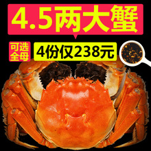 【4份仅238】现货超特大大闸蟹螃蟹鲜活全母蟹公蟹大小团购礼盒装