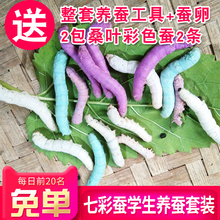 活体七彩蚕彩丝蚕蚕幼虫送整套养蚕工具新鲜桑叶 桑叶蚕宝宝套装