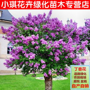 十里香花 盆栽植物 浓香品牌店铺