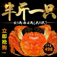 巨大10只现货大闸蟹鲜活螃蟹新鲜特大公全母蟹8只送2只超大螃蟹