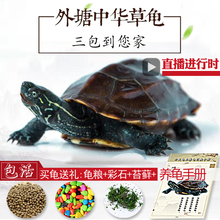 中华草龟外塘宠物龟观赏龟长寿杂食大头草活泼易养金线小乌龟活物