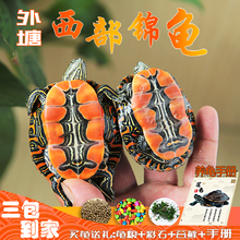 抢购甩卖全国联保新款 掌柜推荐 包邮 西部锦龟深水观赏吃粪杂食全国