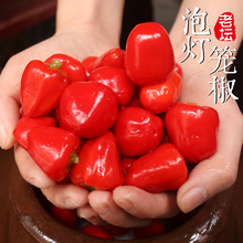 正宗四川特产泡灯笼椒泡椒泡圆辣椒珠子椒配料老坛泡菜调味料350g