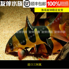 包邮 进口大三间鼠鱼清洁缸底可搭配龙鱼热带鱼活体 三间鼠鱼活体