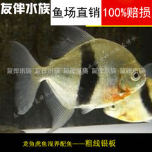 包邮 16CM 热带鱼观赏活体粗线银版8 粗线银板鱼龙鱼配鱼