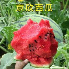 包邮 二号大西瓜种子 京欣一号 种籽麒麟西瓜早熟高产特大冬季四季