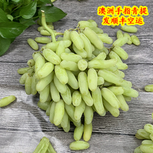 澳洲进口手指青提2斤装 无籽提子新鲜手指青葡萄水果发顺丰空运