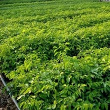 广伞枫树苗招财大富贵室内 庭院植物 凉伞木广伞枫幌伞枫苗富贵树