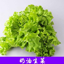 蔬菜种子莴仔菜阳台盆栽蔬菜种子秋播蔬菜种子 生菜种子奶油生菜