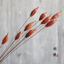 女儿红单支 乡村文艺自然干果艺术干花室内插花工艺家居栀子花