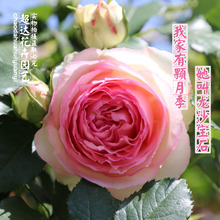 龙沙宝石 攀缘月季 超达花卉 欧月藤本月季庭院阳台爬藤植物