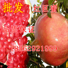石榴苗紫石榴苗巨籽蜜红色石榴盆栽地栽石榴苗南北方种植 果树苗